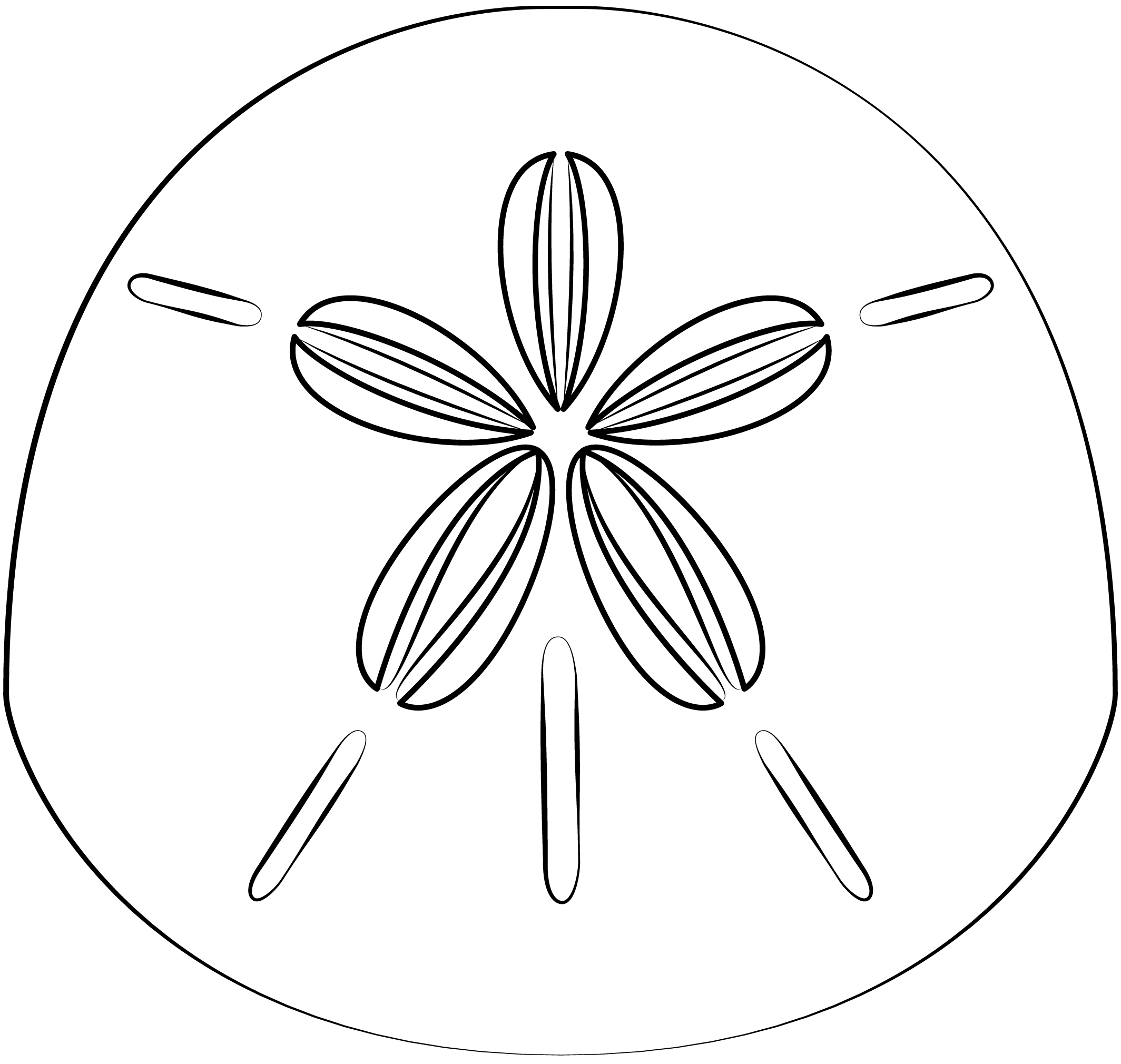 Sand dollar printable template free printable papercraft templates