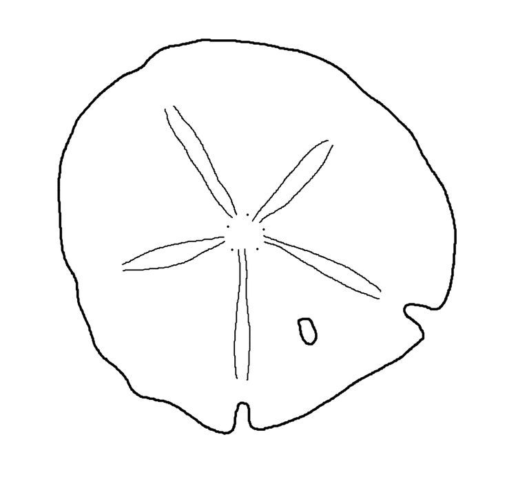 Pin by mie kirstine on tatoveringer seashells template sand dollar tattoo clip art