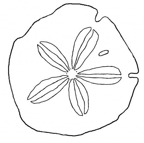 Sand dollar coloring page â seashells by millhill sand dollar art sand dollar tattoo shell drawing