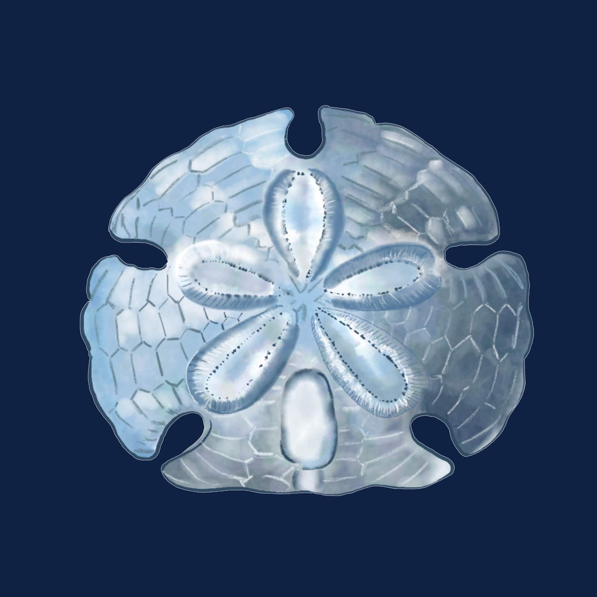 Sand dollar ink blue art print
