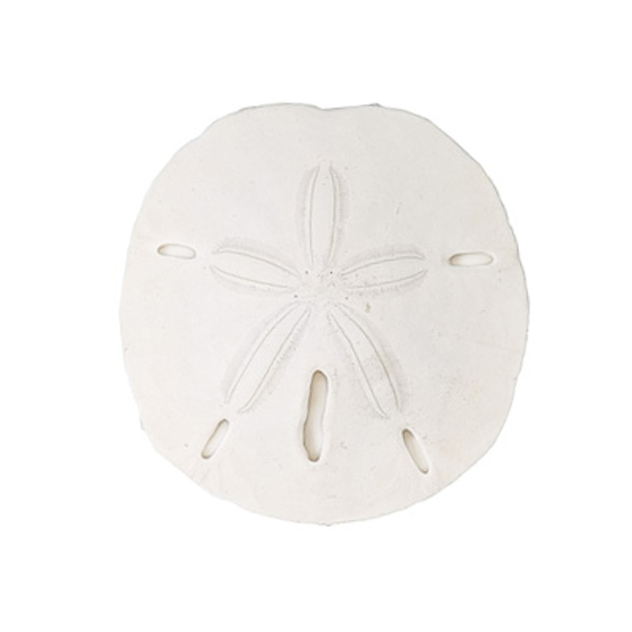 Fl keyhole sand dollar evolution store