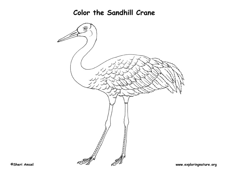 Sandhill crane coloring page