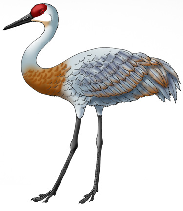 Crane sandhill