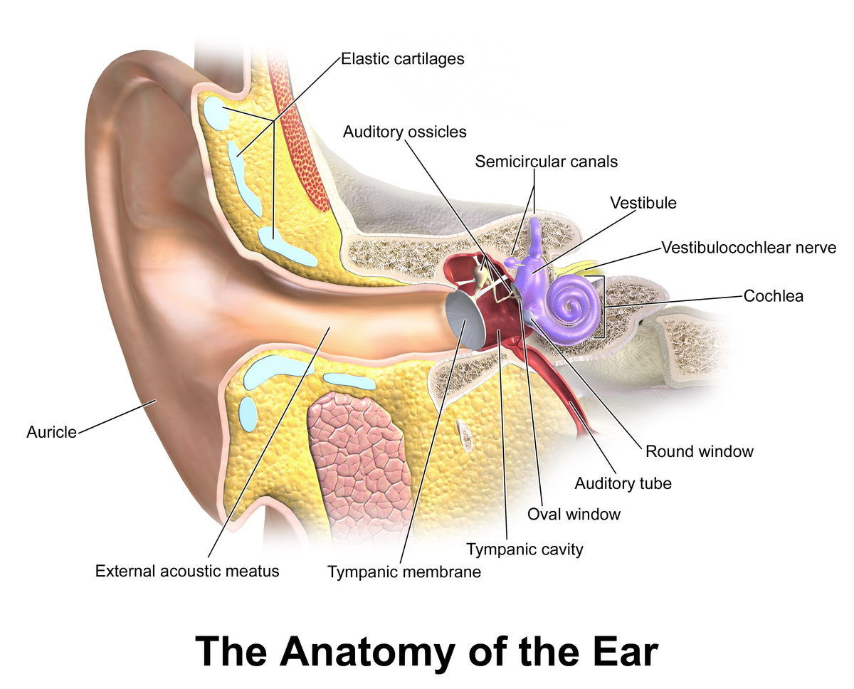 Eardrum