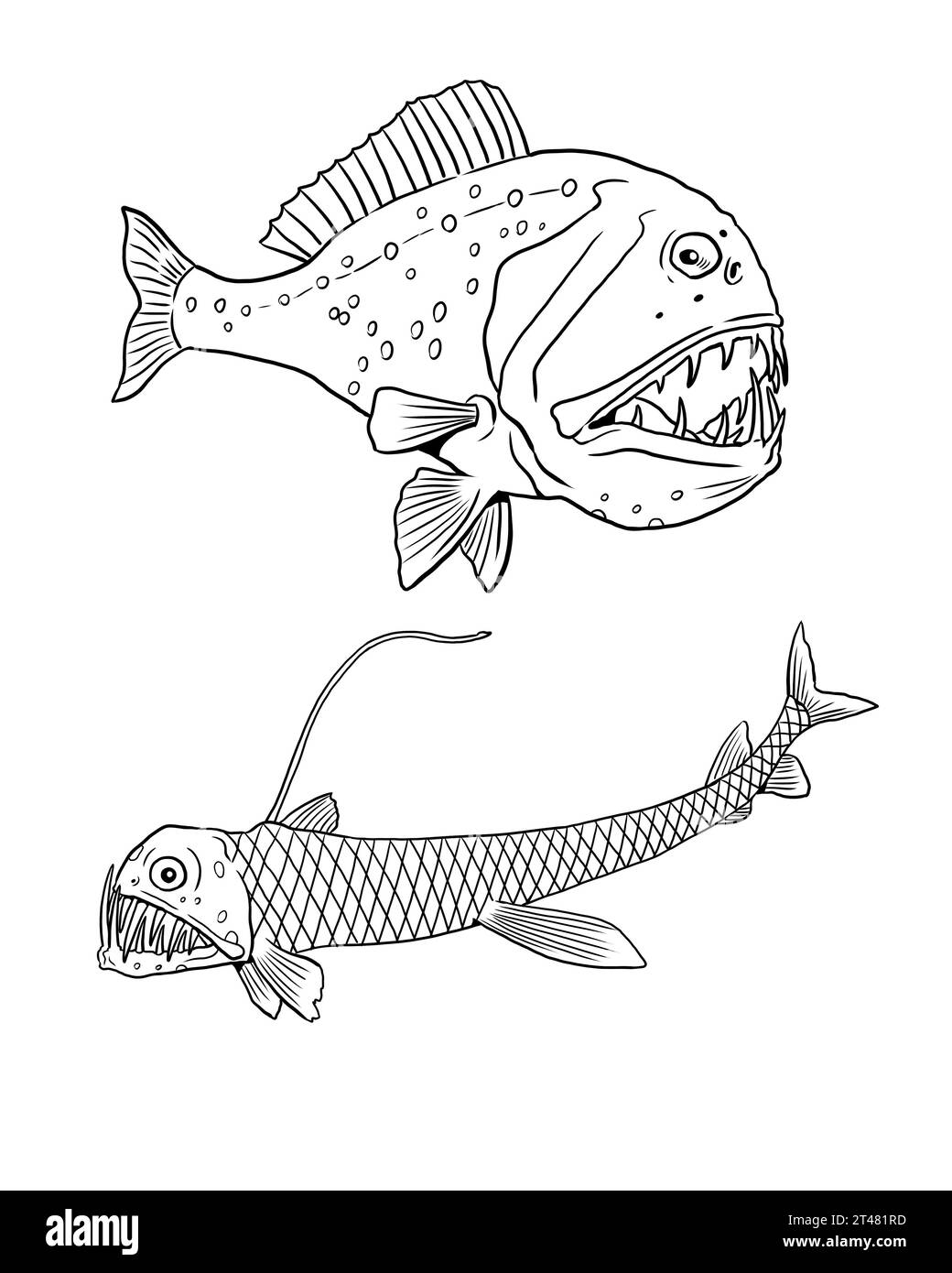 Predatory fish black and white stock photos images