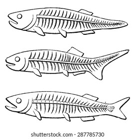 Sardines seafood design elements seafood fish stock vector royalty free