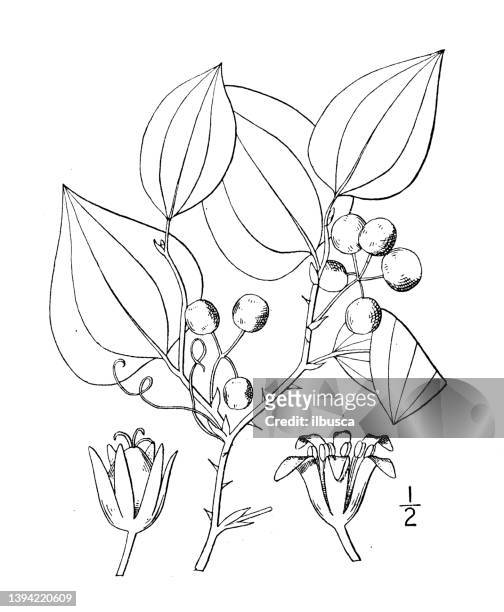 Sarsparilla stock photos high