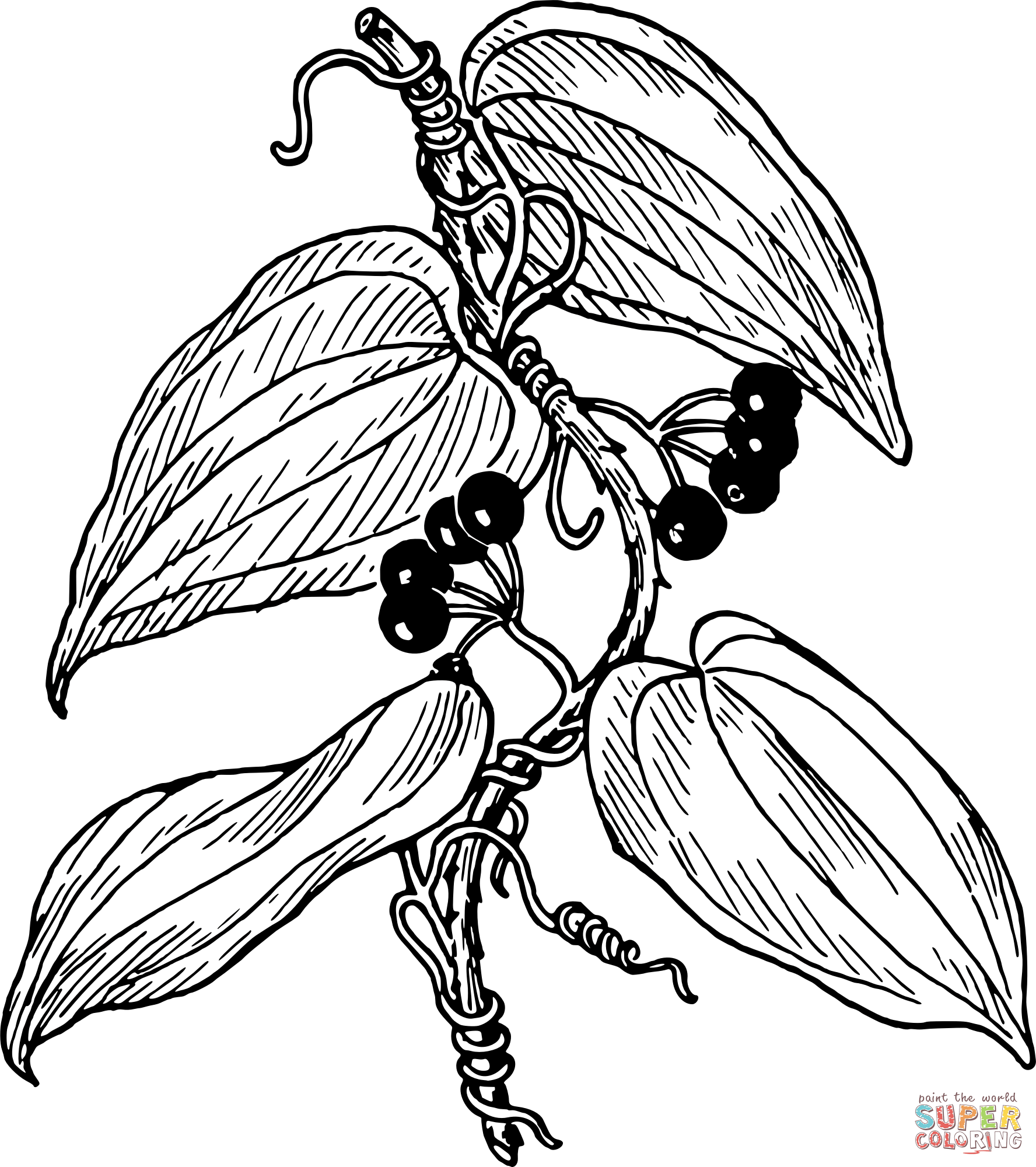 Vintage sarsaparilla coloring page free printable coloring pages