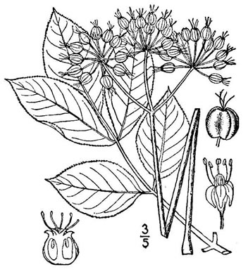 Aralia nudicaulis