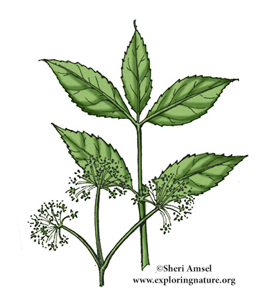 Sarsaparilla wild