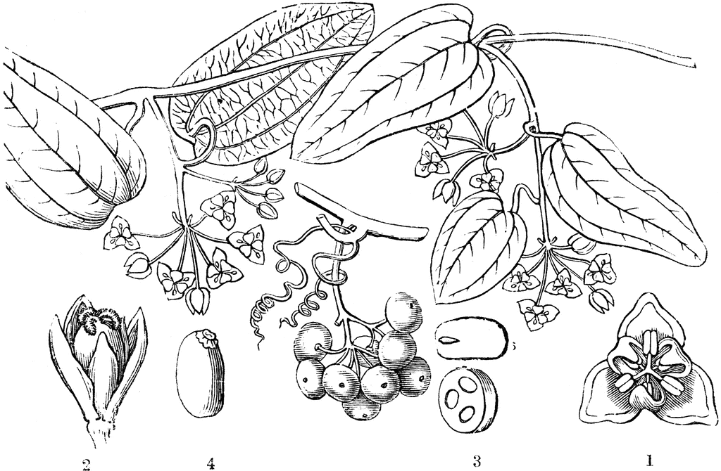 Sweet sarsaparilla clipart