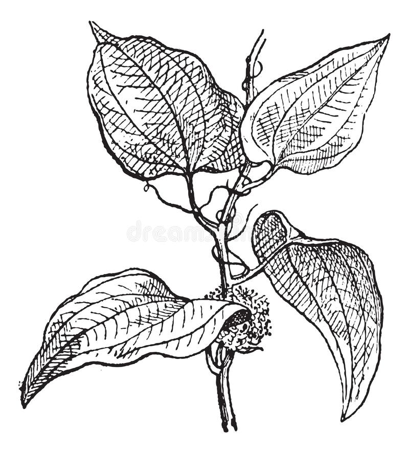 Sarsaparilla stock photos