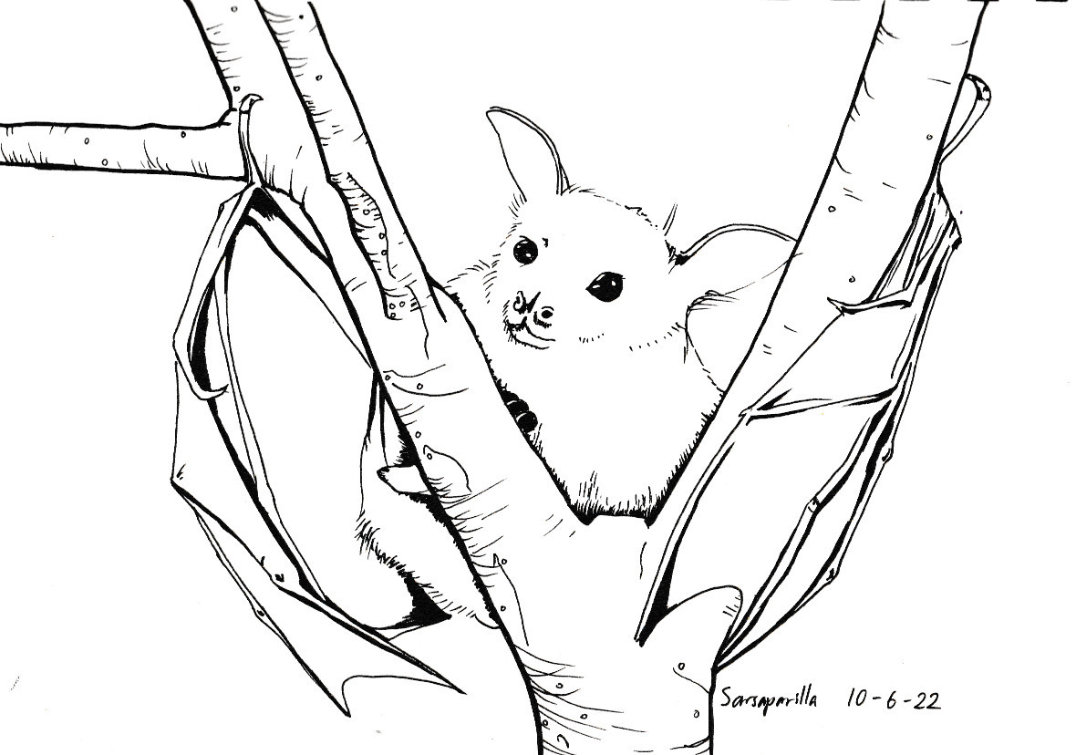Sarsaparillas art