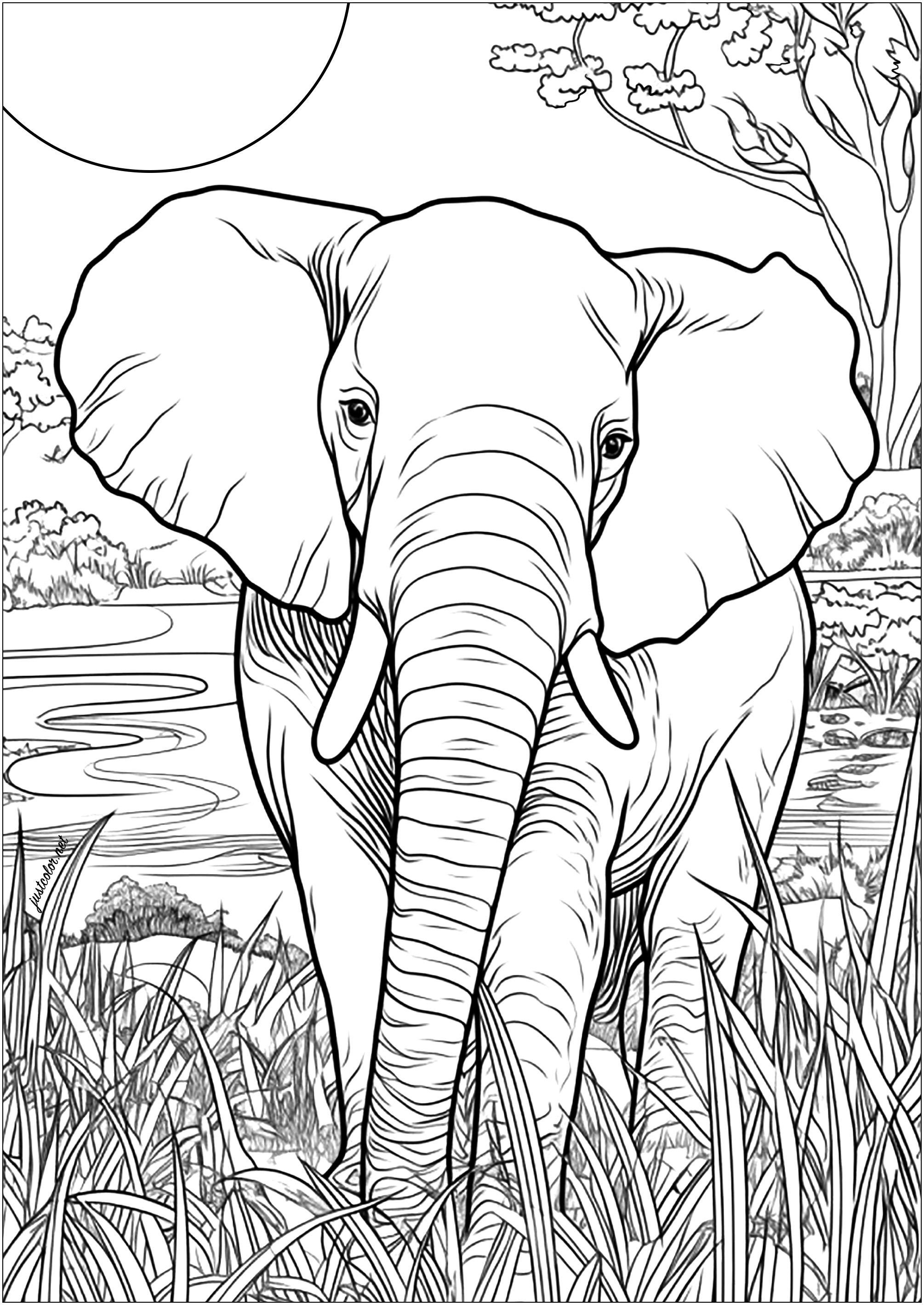 Adult elephant in the savanna