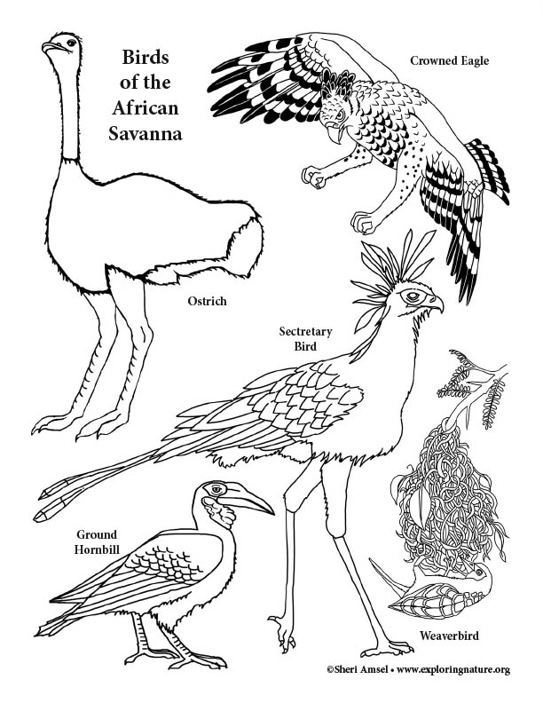 Birds of the african savanna coloring page