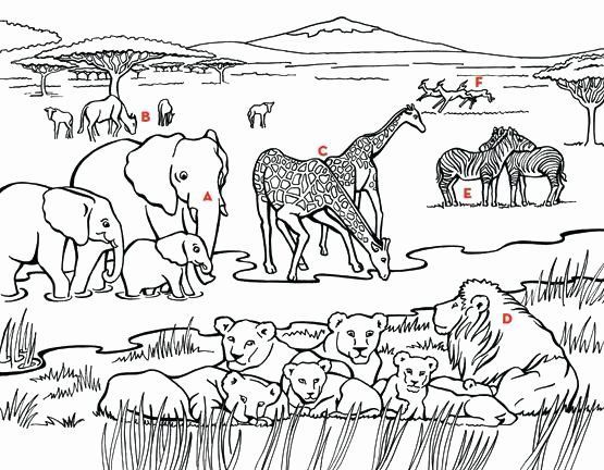 Download or print this amazing coloring page animal habitat coloring pages luxury â animal coloring pages zoo animal coloring pages coloring pages