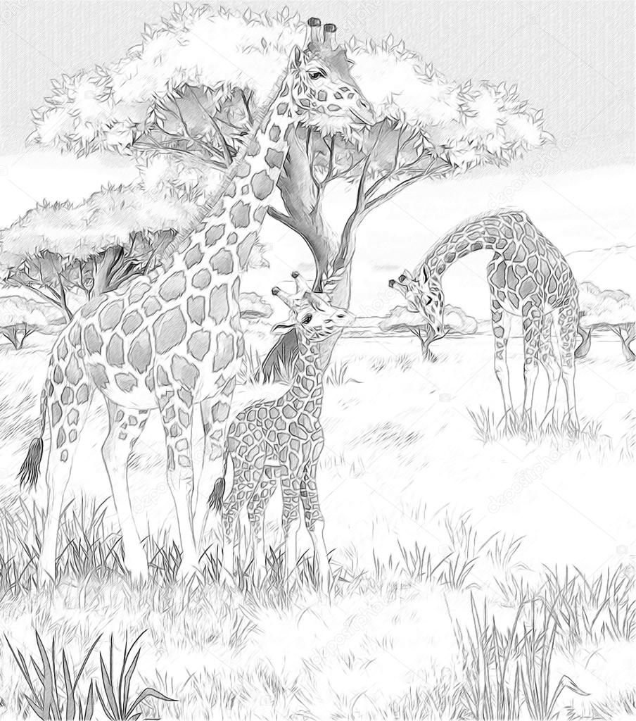 Safari