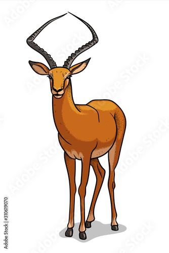 African savannah antelope isolated in cartoon style educational zoology illustration coloring book picture vector