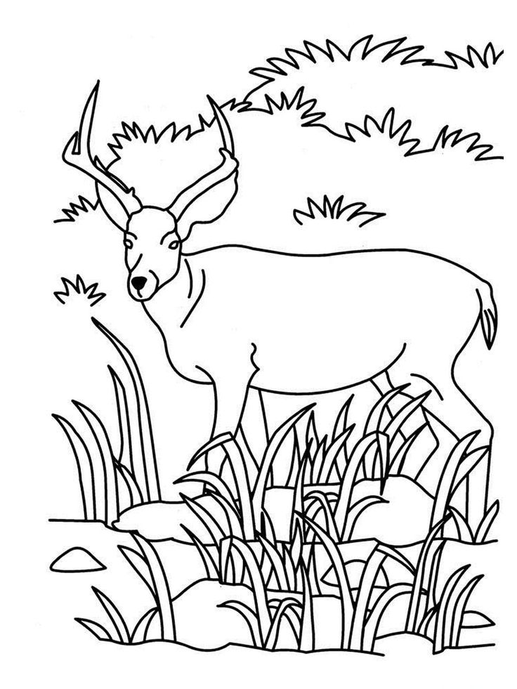 Antelope coloring pages realistic animal coloring pages coloring pages farm animal coloring pages