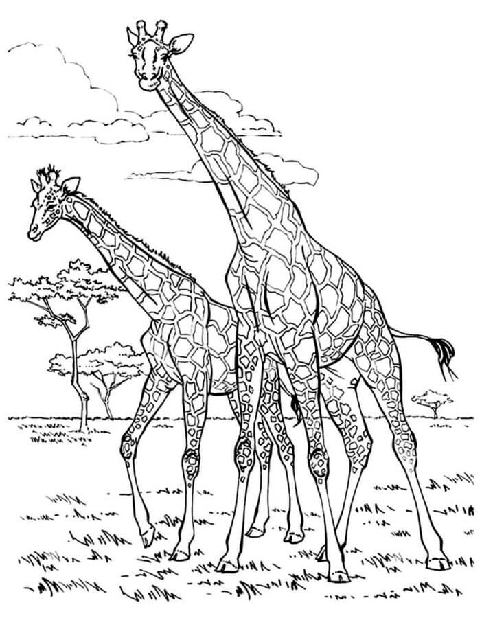 Tall giraffes walk around savannah coloring page