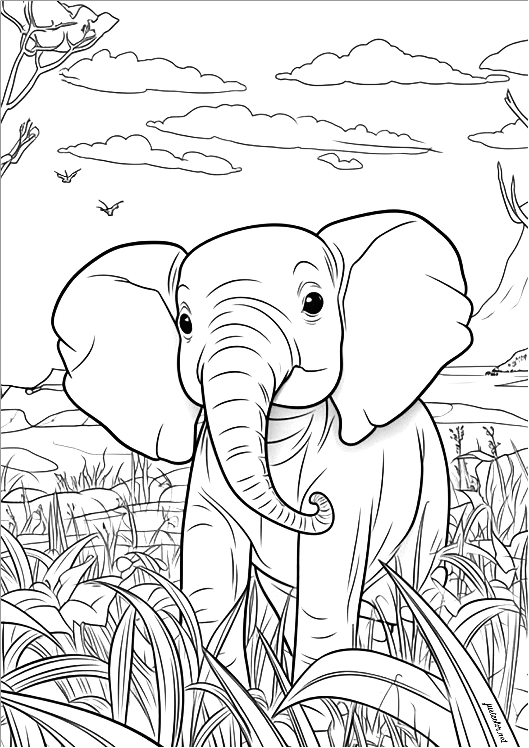 Young elephant in the savannah