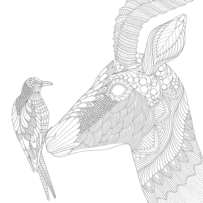 Adult colouring wild savannah â thinking toys
