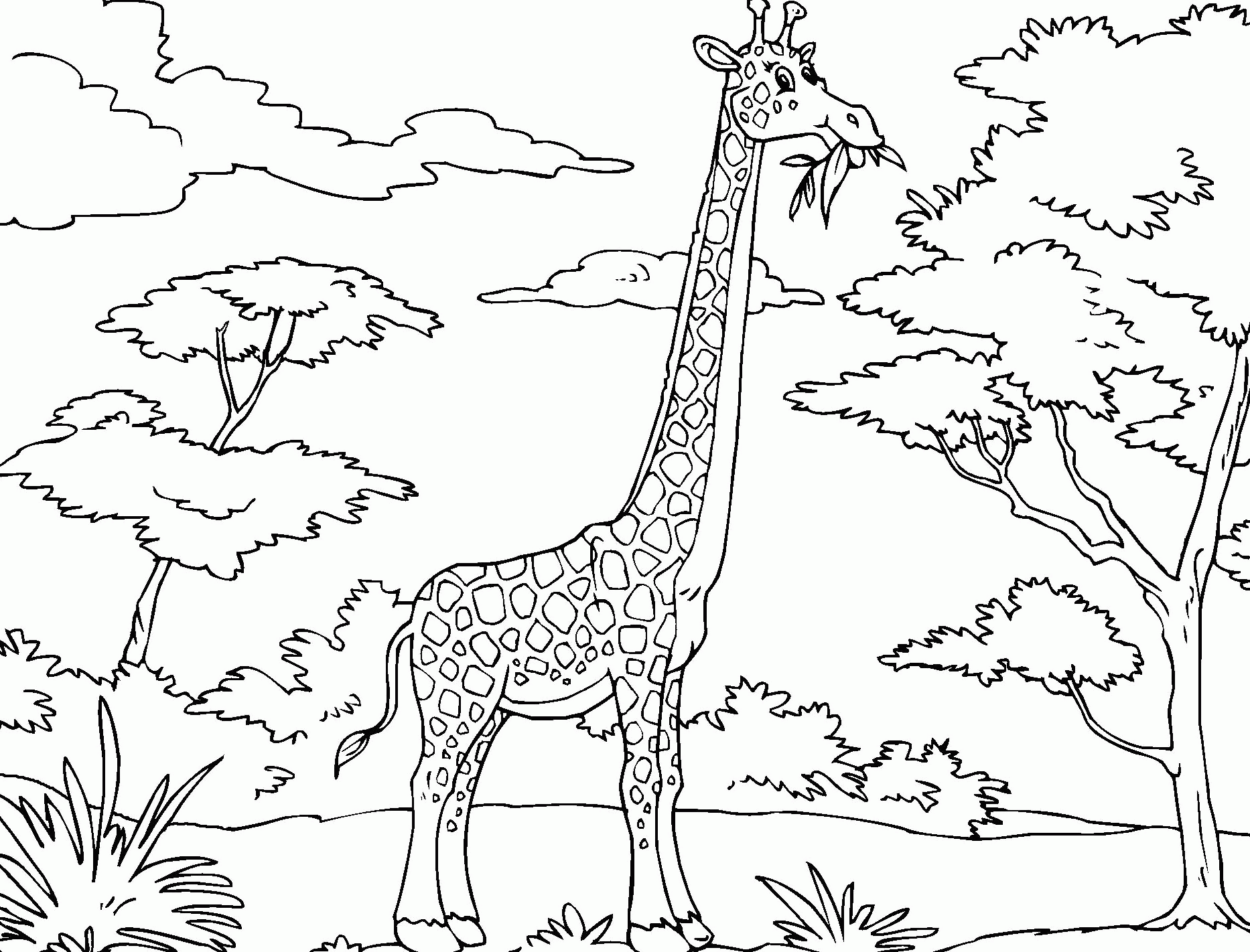 Free savanna coloring pages download free savanna coloring pages png images free cliparts on clipart library