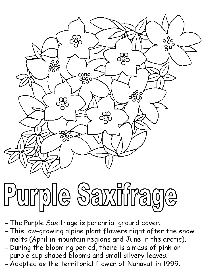 Purple saxifrage coloring page