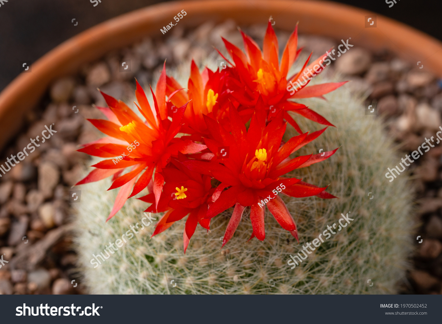 Scarlet ball cactus images stock photos d objects vectors