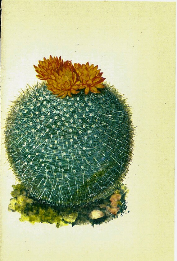 Scarlet ball cactus brazil s vintage color botanical