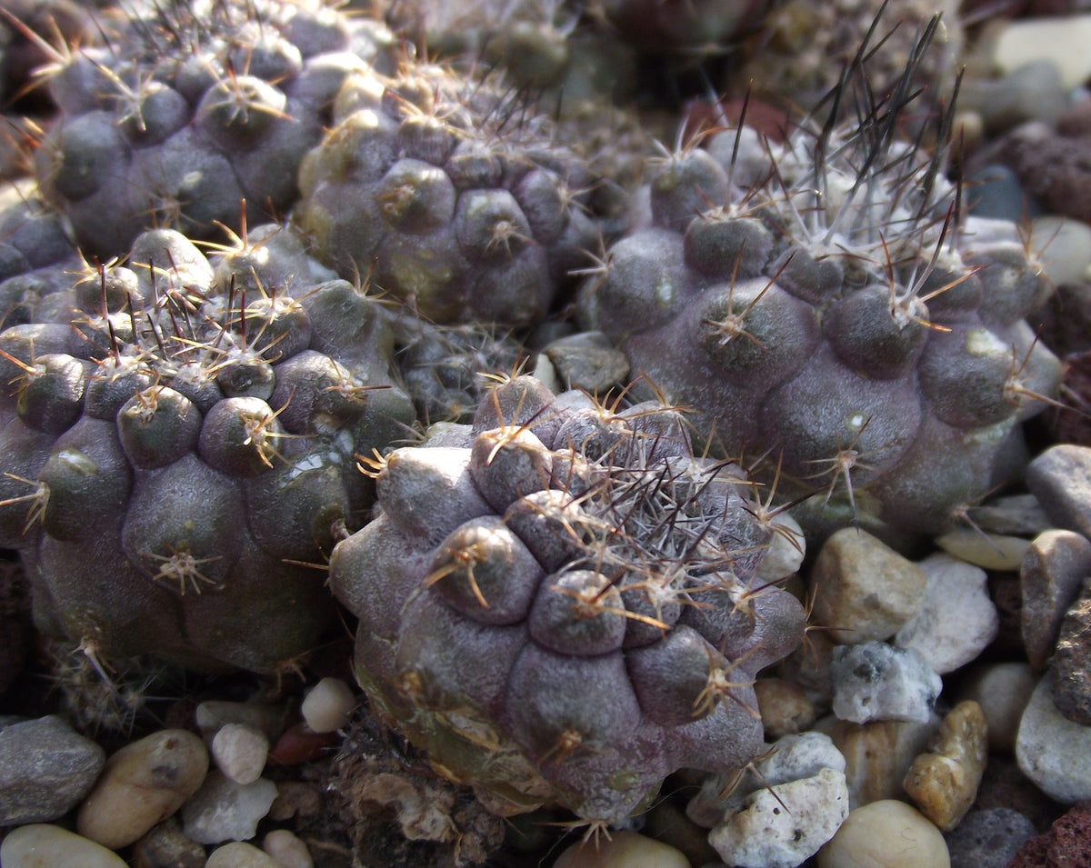 Copiapoa humilis seeds