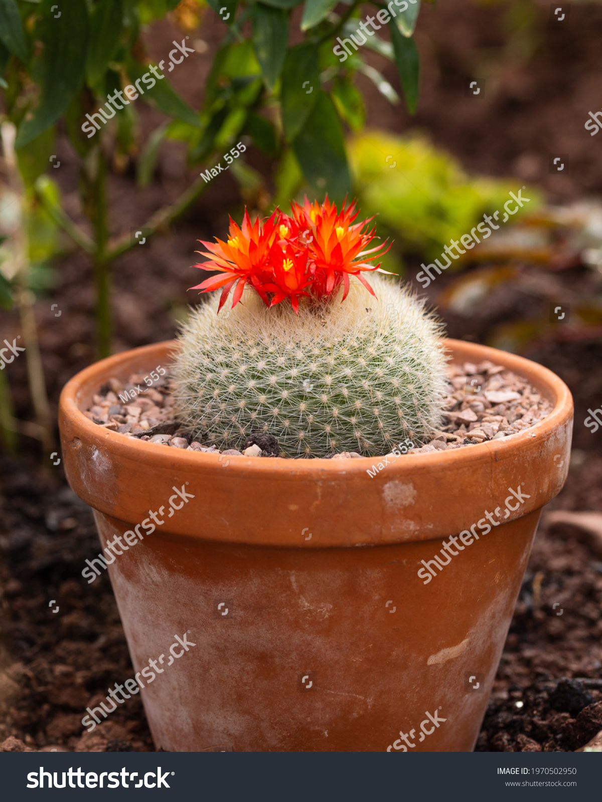 Scarlet ball cactus images stock photos d objects vectors