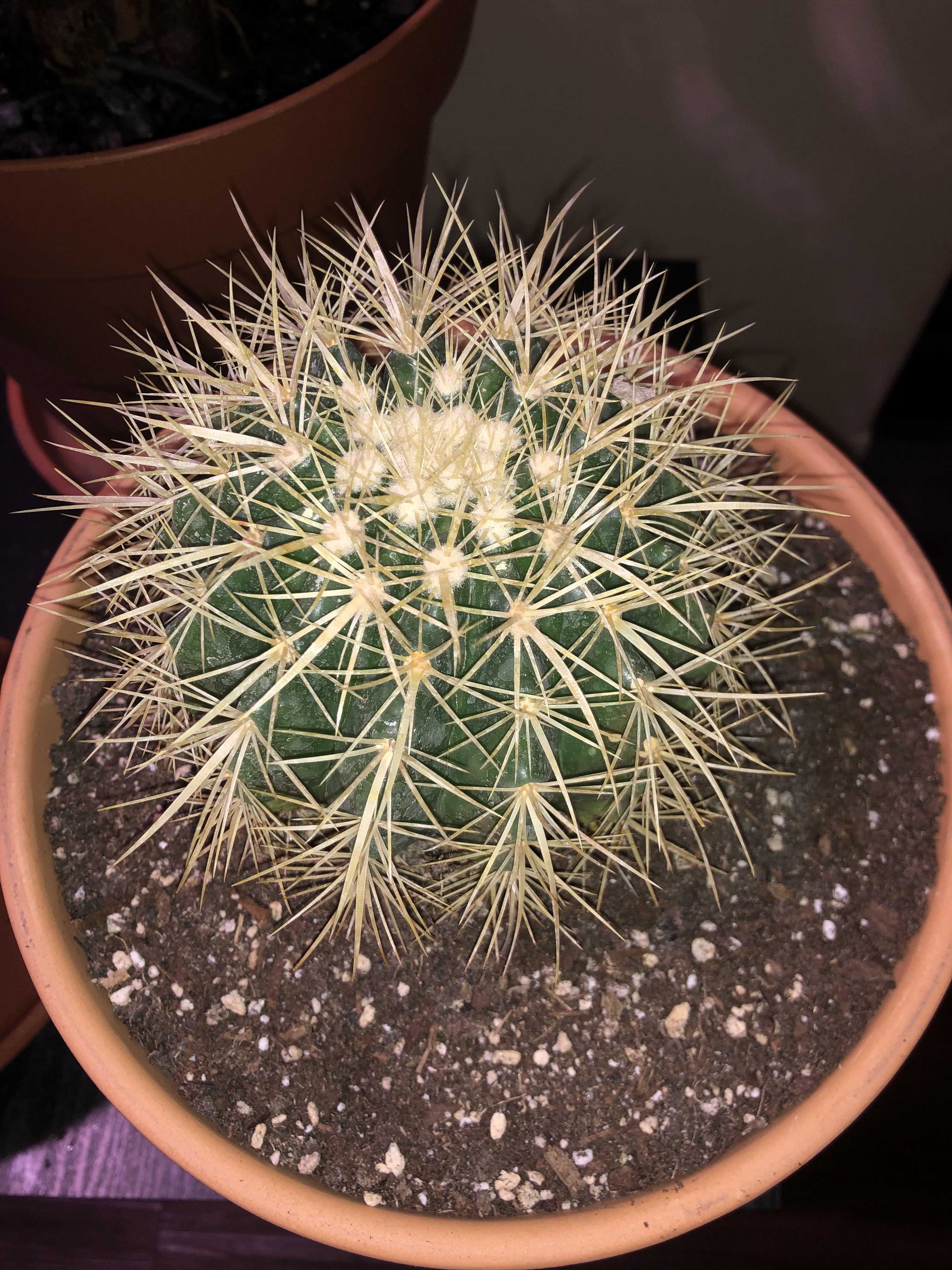 My amateur cactus collection learning as i go let me know if my identifications are wrong i did my best rcactus