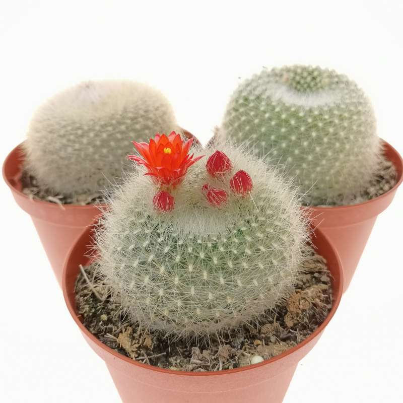 Notocactus haselbergii cm cactaceae