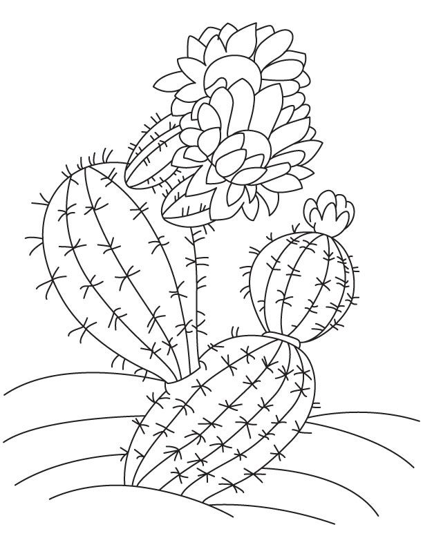 The cactus coloring page coloring pages pumpkin coloring pages animal coloring pages
