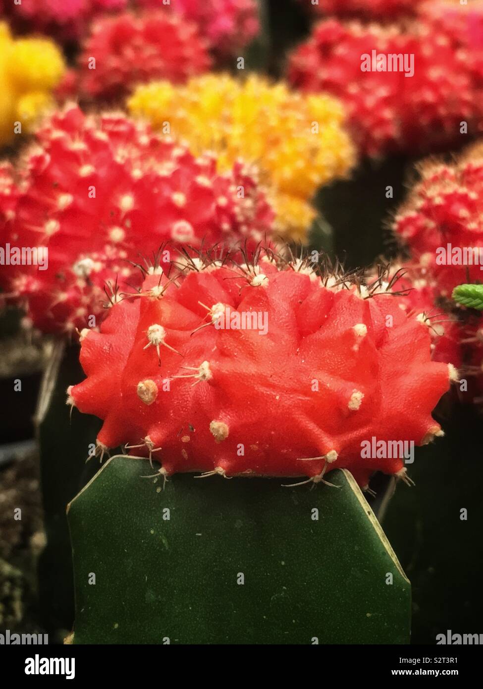 Ruby red cactus hi