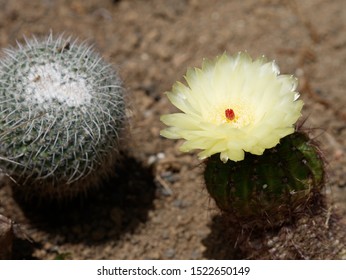 Scarlet ball cactus images stock photos d objects vectors