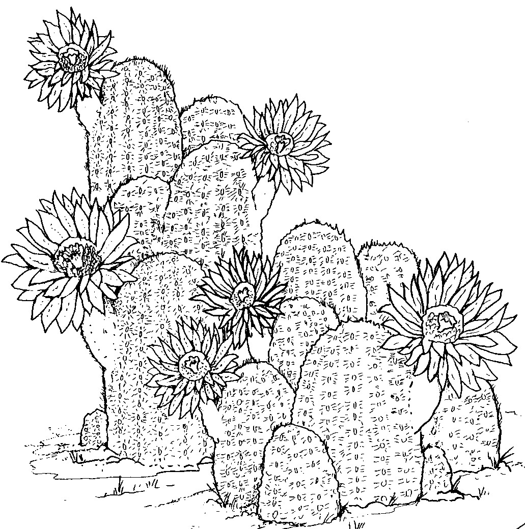 Printable cactus coloring pages
