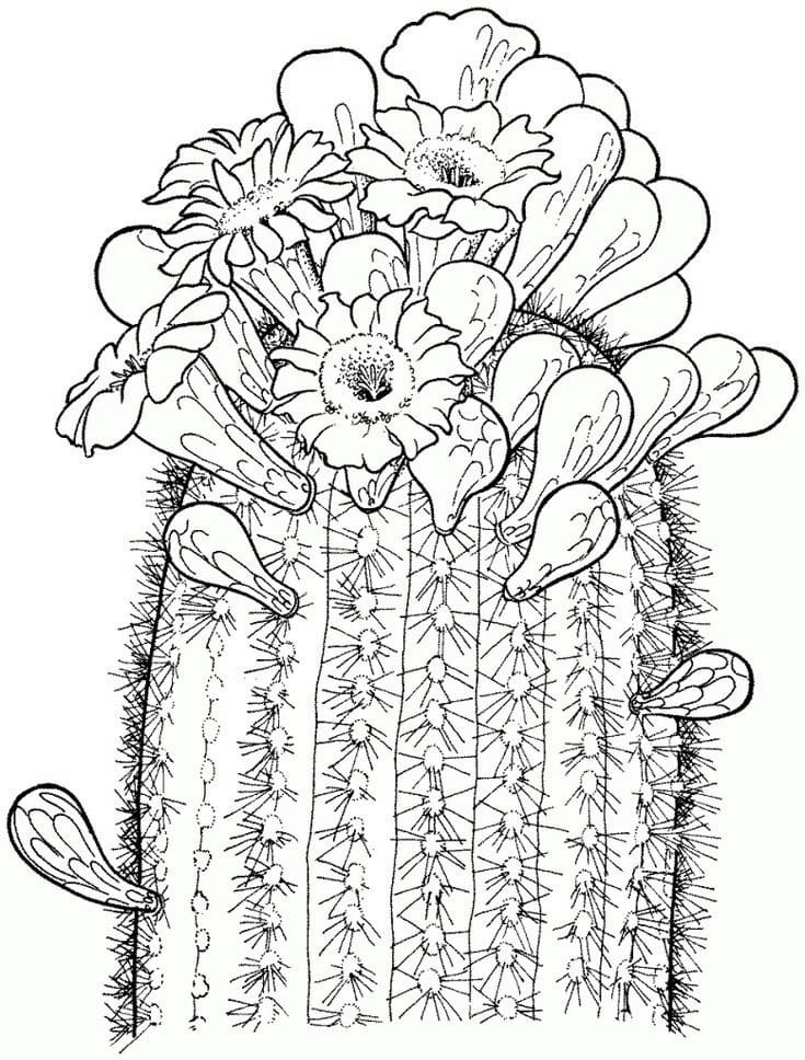Cactus coloring pages