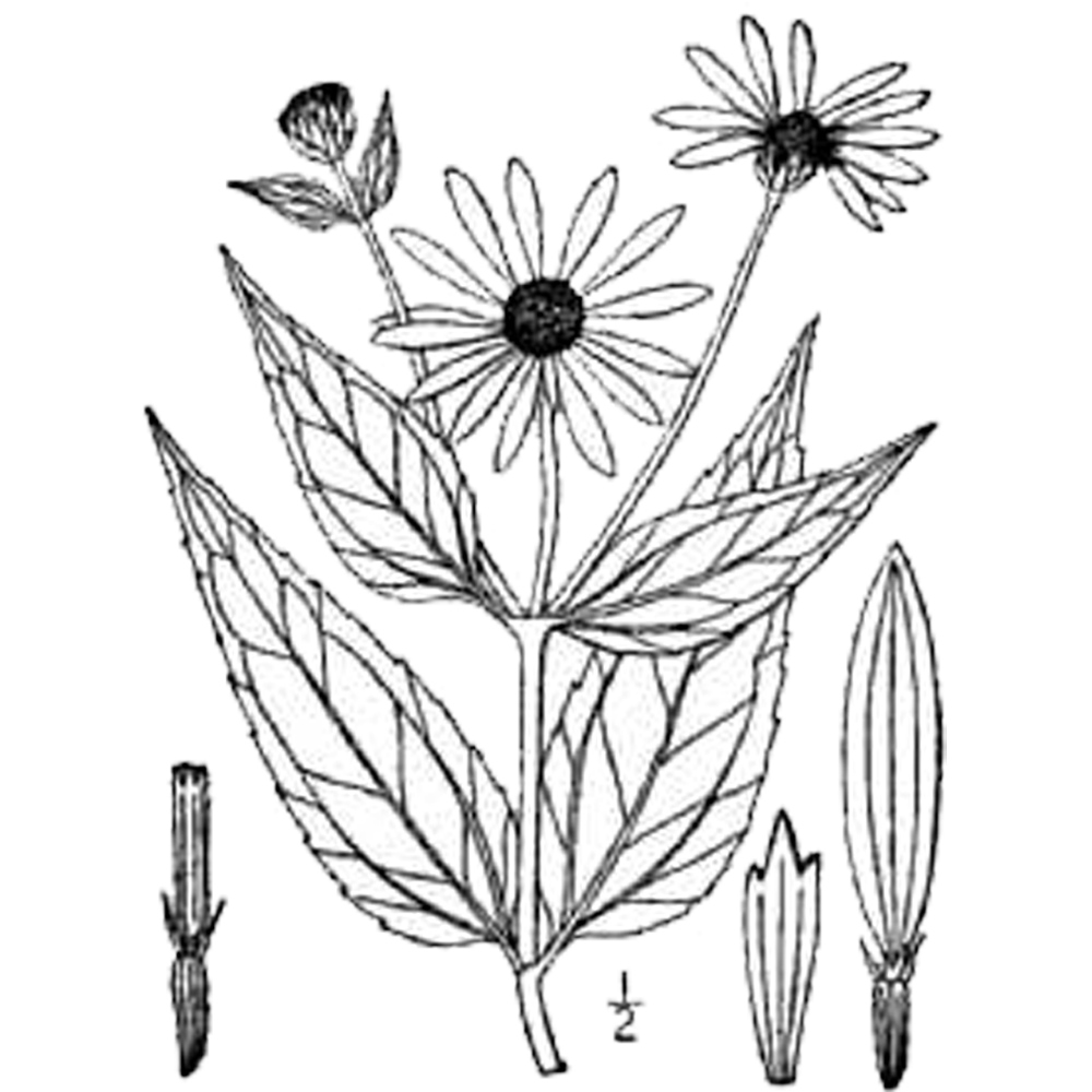 Helianthus pauciflorus