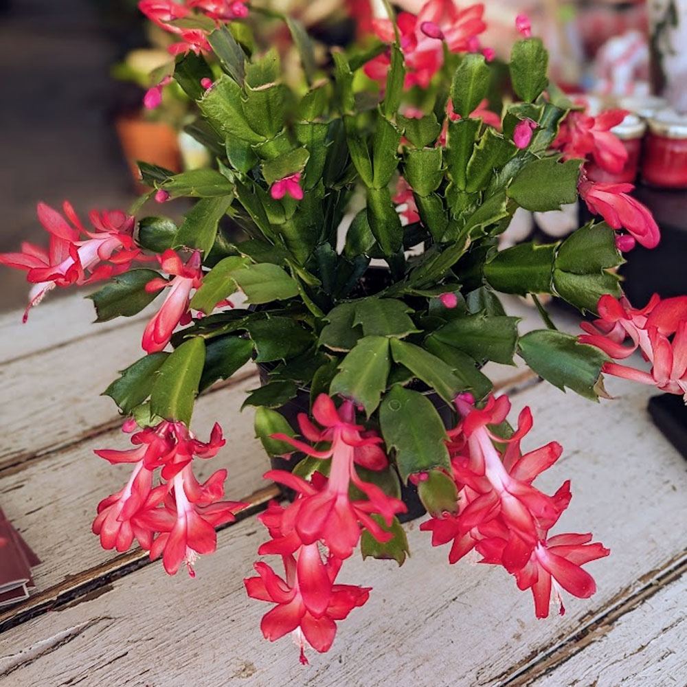 Christmas cactus coral red