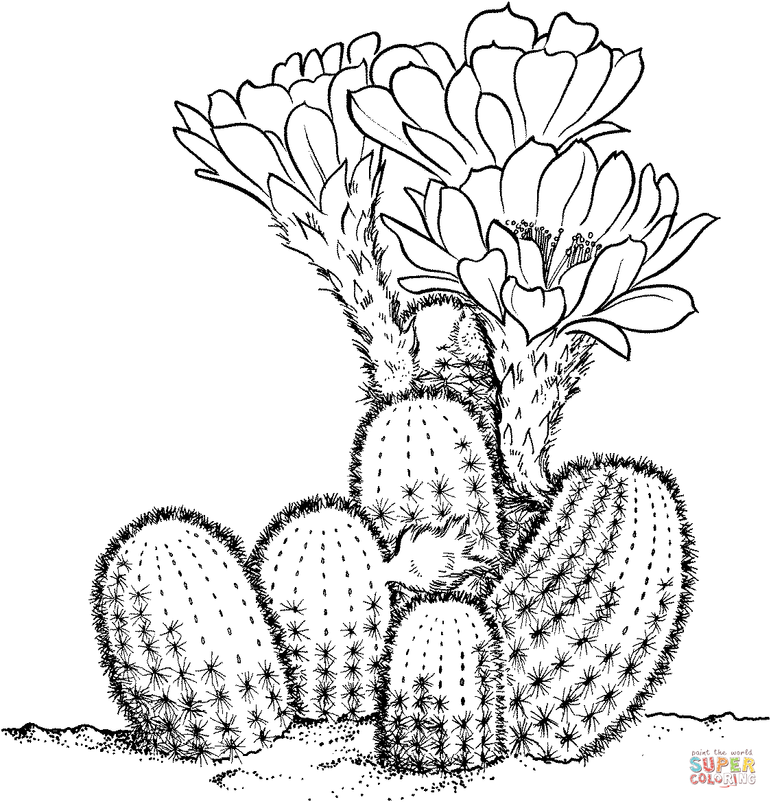 Lobivia famatimensis cactus coloring page free printable coloring pages