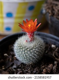 Scarlet ball cactus images stock photos d objects vectors