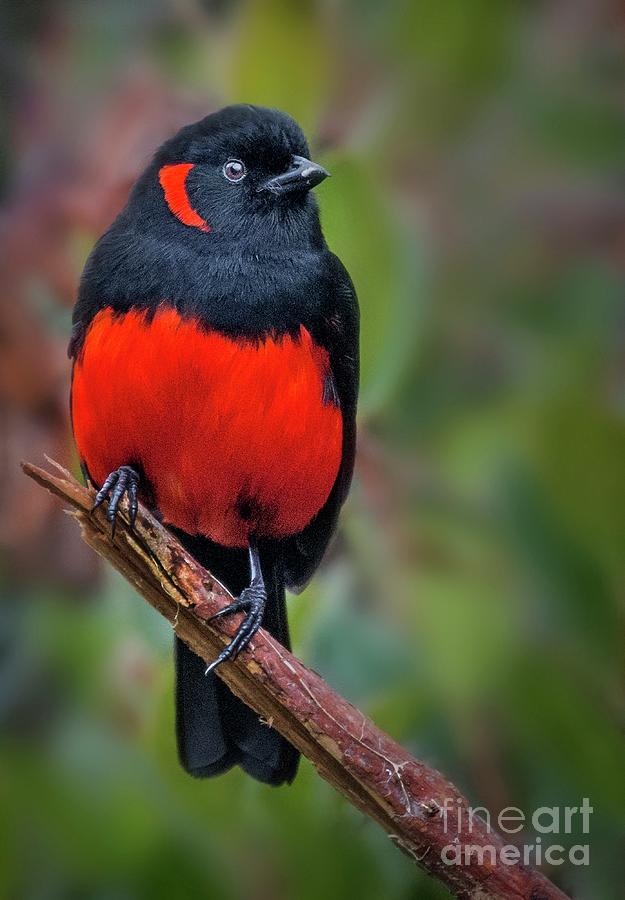 Scarlet