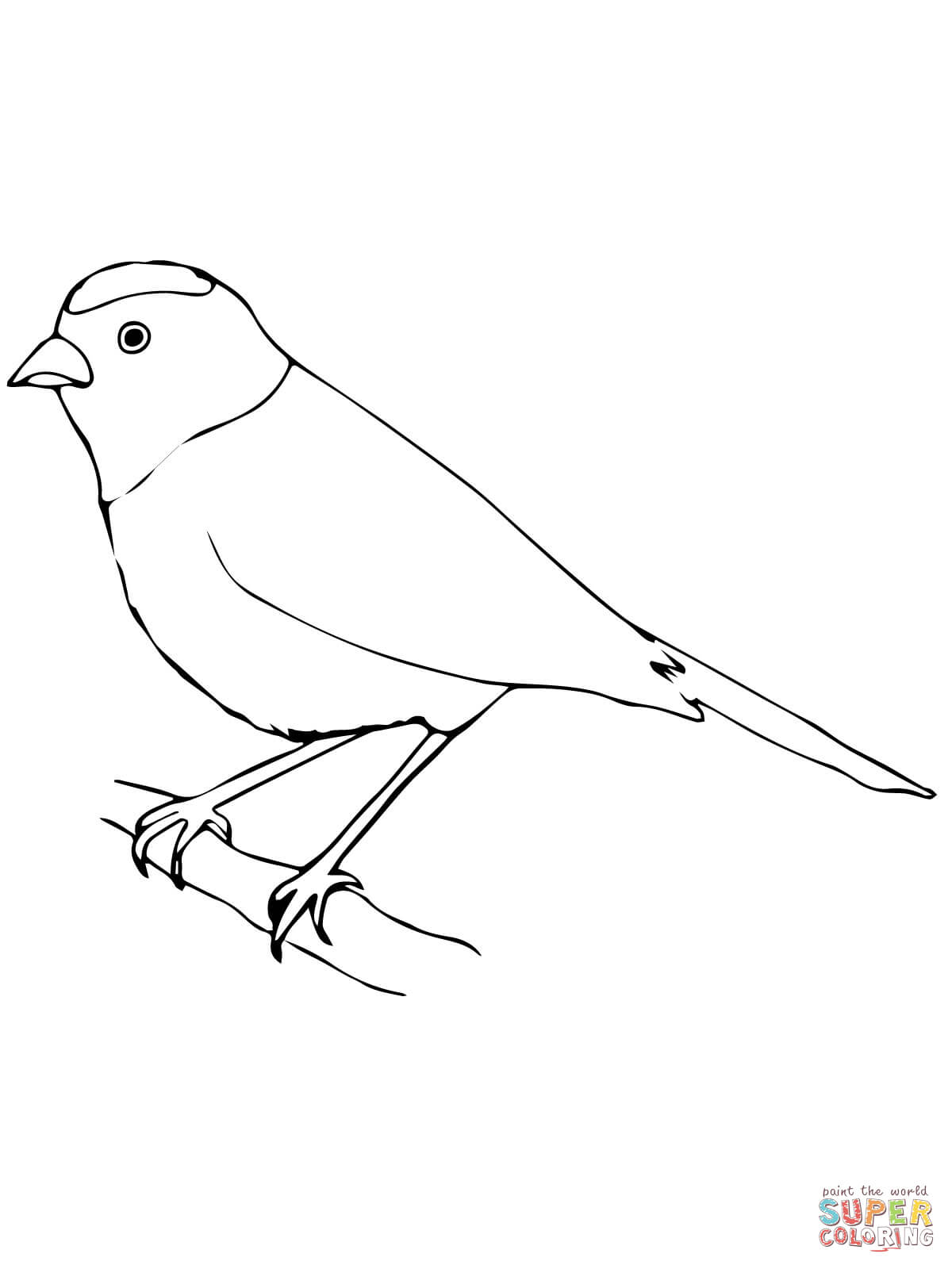 Tanager coloring page free printable coloring pages