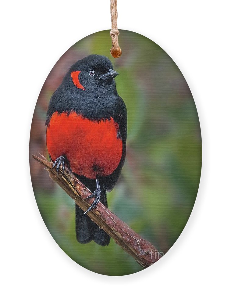 Scarlet