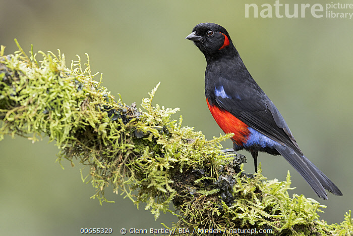 Stock photo of scarlet