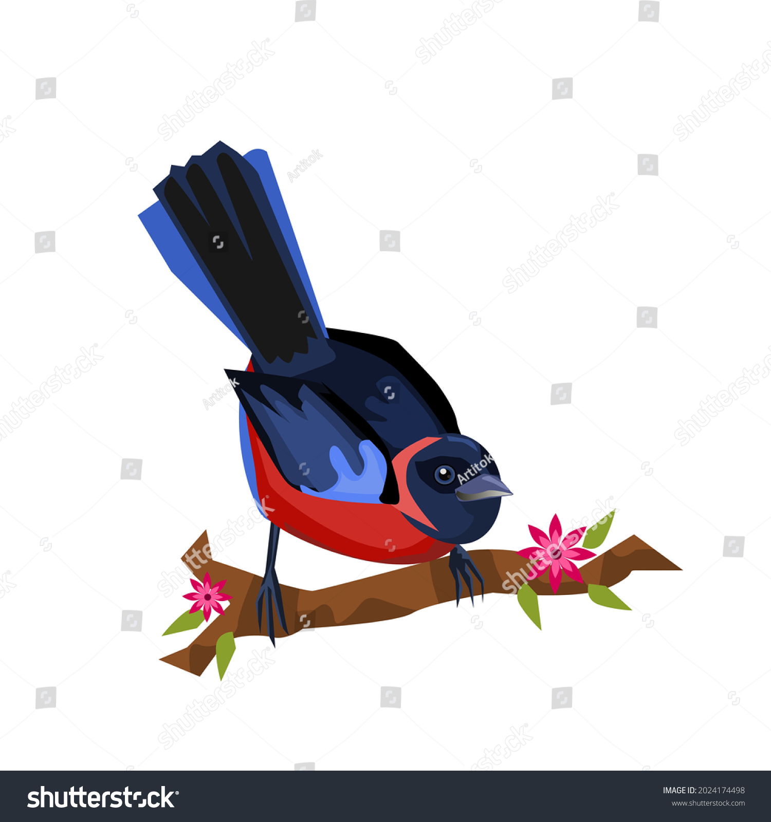 Scarlet bellied mountain tanager images stock photos d objects vectors
