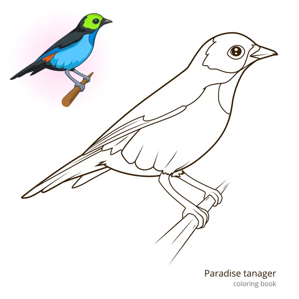 Paradise tanager color book vector stock vector by alexanderpokusay