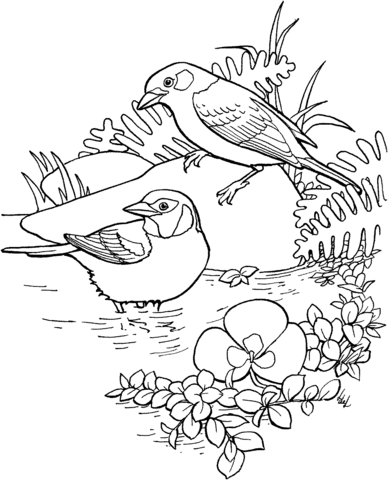 Golden eared tanager coloring page free printable coloring pages